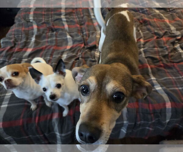 Medium Photo #5 Beagle-Unknown Mix Puppy For Sale in New Castle, DE, USA