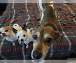 Small #4 Beagle Mix