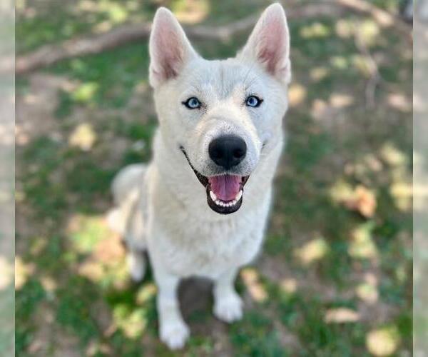 Medium Photo #3 Siberian Husky Puppy For Sale in Riverside, CA, USA
