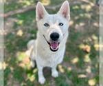 Small Photo #3 Siberian Husky Puppy For Sale in Riverside, CA, USA