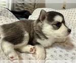 Small #1 Pomsky