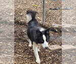 Small #4 Border Collie