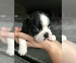 Small Photo #9 Boston Terrier Puppy For Sale in MARYSVILLE, WA, USA