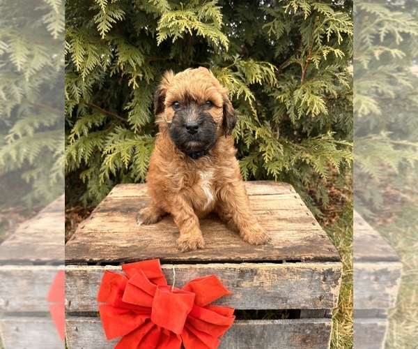 Medium Photo #2 Whoodle (Miniature) Puppy For Sale in MIDDLEBURY, IN, USA