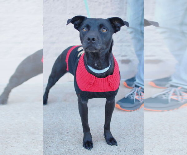 Medium Photo #1 Mutt Puppy For Sale in Royse City, TX, USA