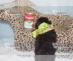 Small #7 Poodle (Toy)
