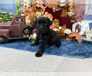 Cane Corso Puppy for sale in OOLOGAH, OK, USA
