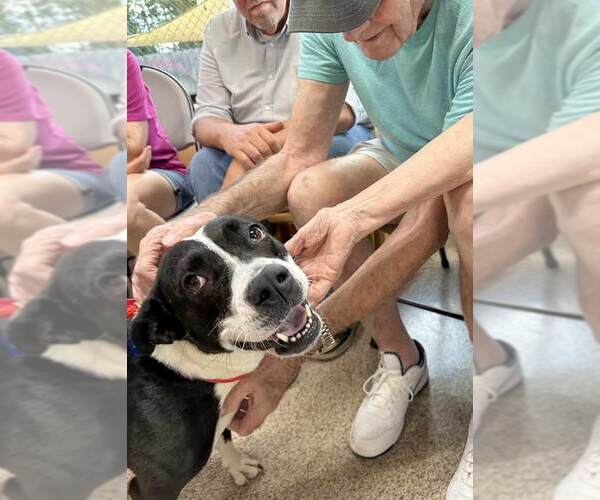 Medium Photo #24 Mutt Puppy For Sale in Kennesaw, GA, USA