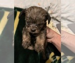 Small Photo #7 Tibetan Terrier-Yorkshire Terrier Mix Puppy For Sale in JACKSONVILLE, FL, USA