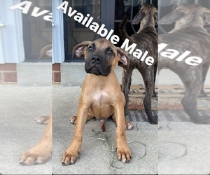Presa Canario Puppy for Sale in DISTRICT HEIGHTS, Maryland USA