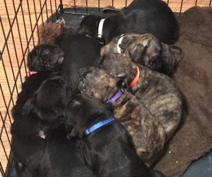 Buggs Puppy for sale in KINGSVILLE, MO, USA