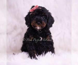 Medium Poodle (Toy)