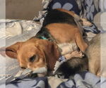 Small #7 Beagle