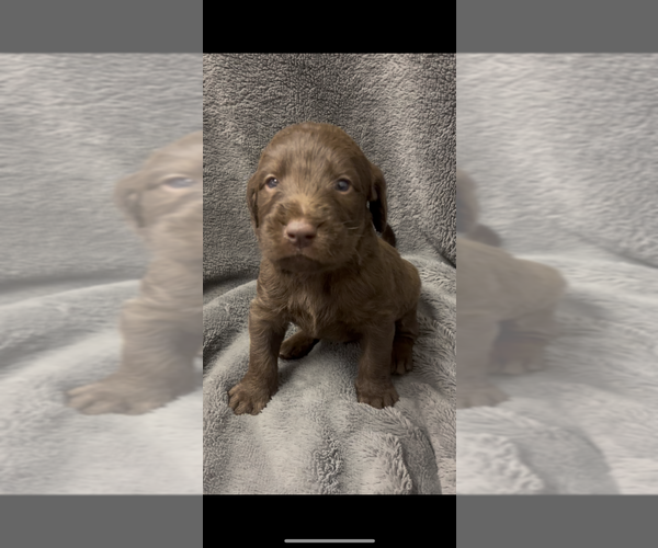 Medium Photo #8 Labradoodle Puppy For Sale in BONNER, MT, USA