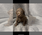 Small #7 Labradoodle