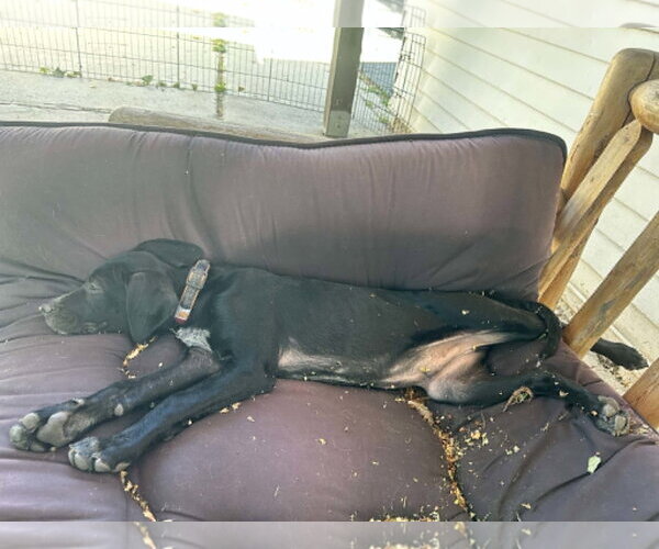 Medium Photo #6 Labrador Retriever-Unknown Mix Puppy For Sale in Sandy, UT, USA