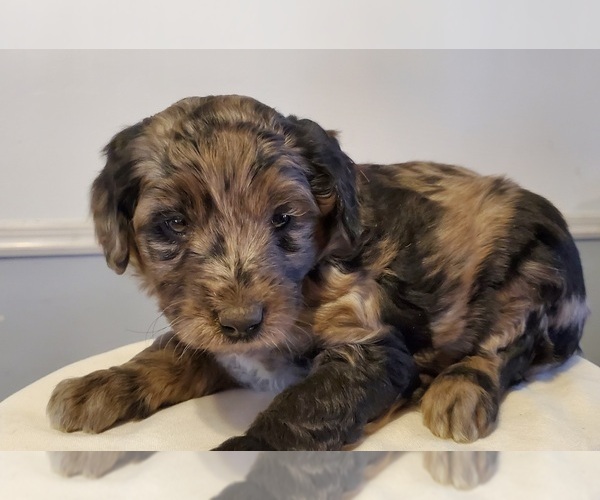 Medium Photo #2 Cattle Doodle Puppy For Sale in ATHENS TOWNSHIP, PA, USA
