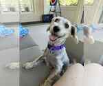 Small #2 Dachshund Mix