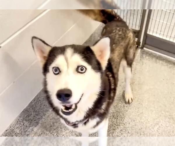 Medium Photo #3 Siberian Husky-Unknown Mix Puppy For Sale in Houston, TX, USA