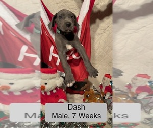 Great Dane Puppy for sale in WILLIS, TX, USA