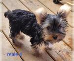 Small #11 Yorkshire Terrier