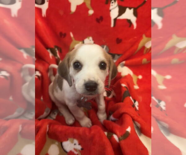 Medium Photo #3 Beagle-Unknown Mix Puppy For Sale in Holly Springs, NC, USA