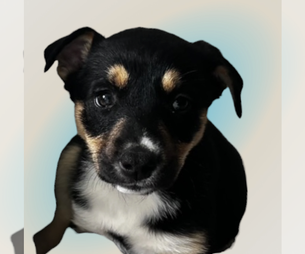 Medium Photo #1 Mutt Puppy For Sale in Rockville, MD, USA