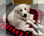 Small #4 Great Pyrenees Mix