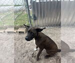 Small #1 Labrador Retriever Mix