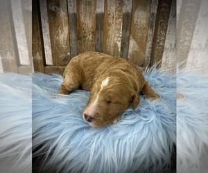 Goldendoodle Puppy for Sale in PEEBLES, Ohio USA