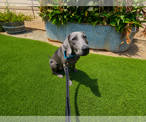Medium Photo #4 Labrador Retriever Puppy For Sale in Clovis, CA, USA
