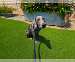 Small #3 Labrador Retriever