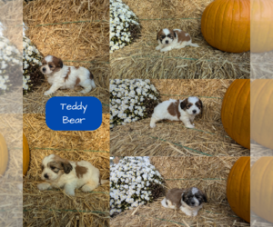 Zuchon Puppy for sale in GOSHEN, IN, USA