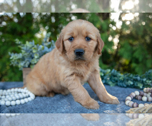 Golden Retriever Litter for sale in NAPPANEE, IN, USA