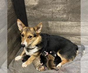 Mother of the Pembroke Welsh Corgi puppies born on 02/10/2022