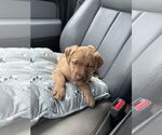 Small #2 Golden Labrador