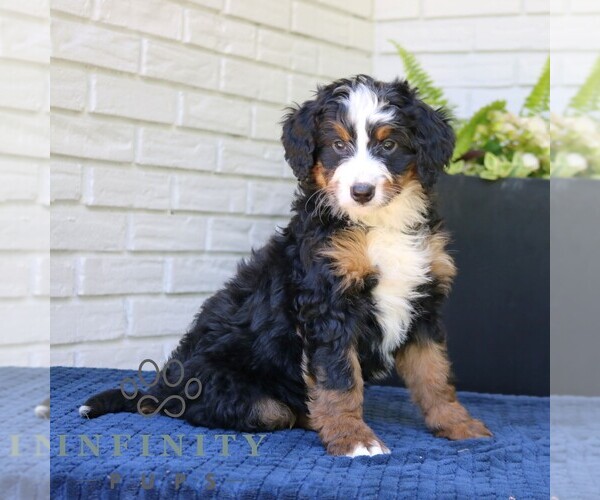 Medium Photo #4 Bernedoodle (Miniature) Puppy For Sale in NARVON, PA, USA
