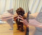 Puppy 2 Poodle (Toy)-Zuchon Mix