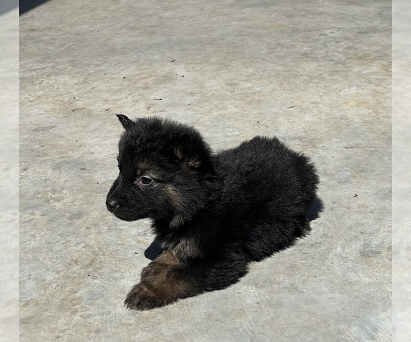 Medium Photo #13 German Shepherd Dog Puppy For Sale in FORT WORTH, TX, USA