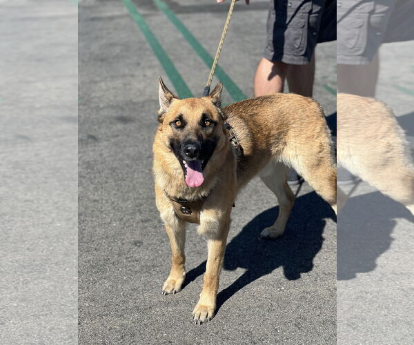 Medium Photo #1 German Shepherd Dog Puppy For Sale in Dana Point, CA, USA