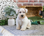 Small #8 Schnauzer (Miniature)