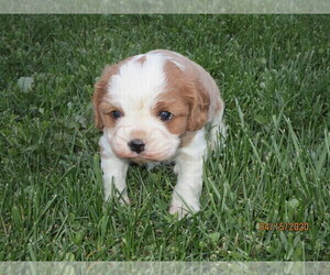 Cavalier King Charles Spaniel Puppy for sale in CAYUGA, NY, USA