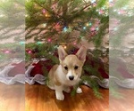 Small #1 Pembroke Welsh Corgi