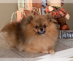 Father of the Pomeranian puppies born on 02/29/2024