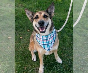 Australian Shepherd-German Shepherd Dog Mix Dogs for adoption in Dana Point, CA, USA