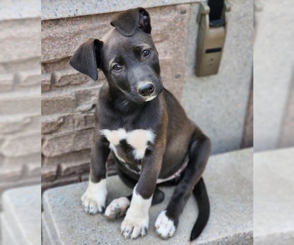 Medium Photo #2 Great Dane-Labrador Retriever Mix Puppy For Sale in Tustin, CA, USA