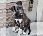 Small #1 Great Dane-Labrador Retriever Mix