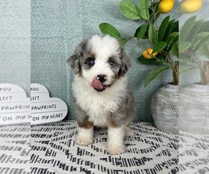 Bernedoodle (Miniature) Puppy for sale in FRANKLIN, IN, USA