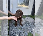 Small Photo #11 Labrador Retriever Puppy For Sale in DAVENPORT, FL, USA