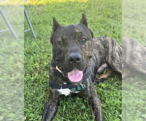 Presa Canario-Unknown Mix Dogs for adoption in Millersville, MD, USA
